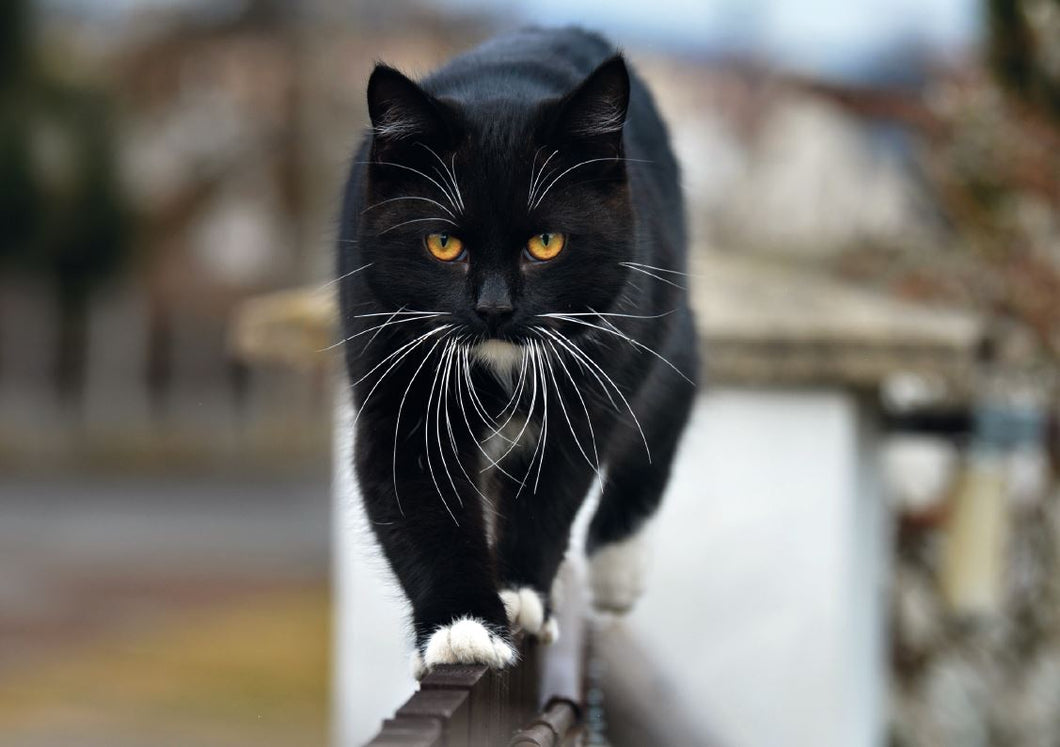 Klappkarte - Schwarze Katze