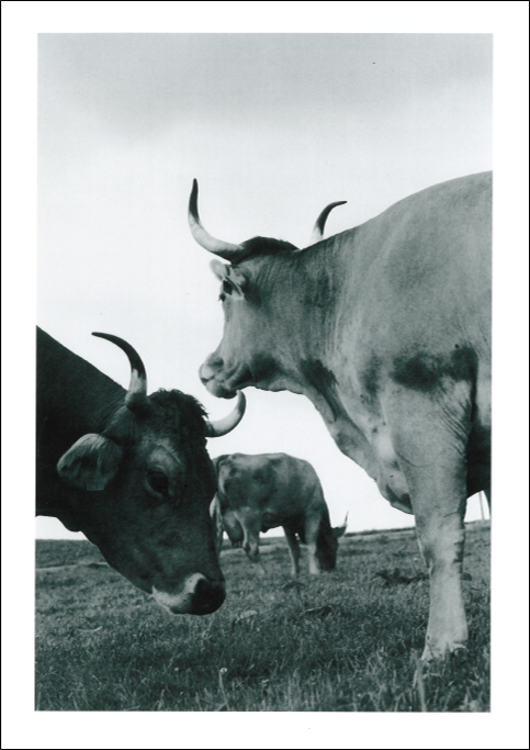 Schwarz-Weiss-Foto von Rindern auf einer Wiese