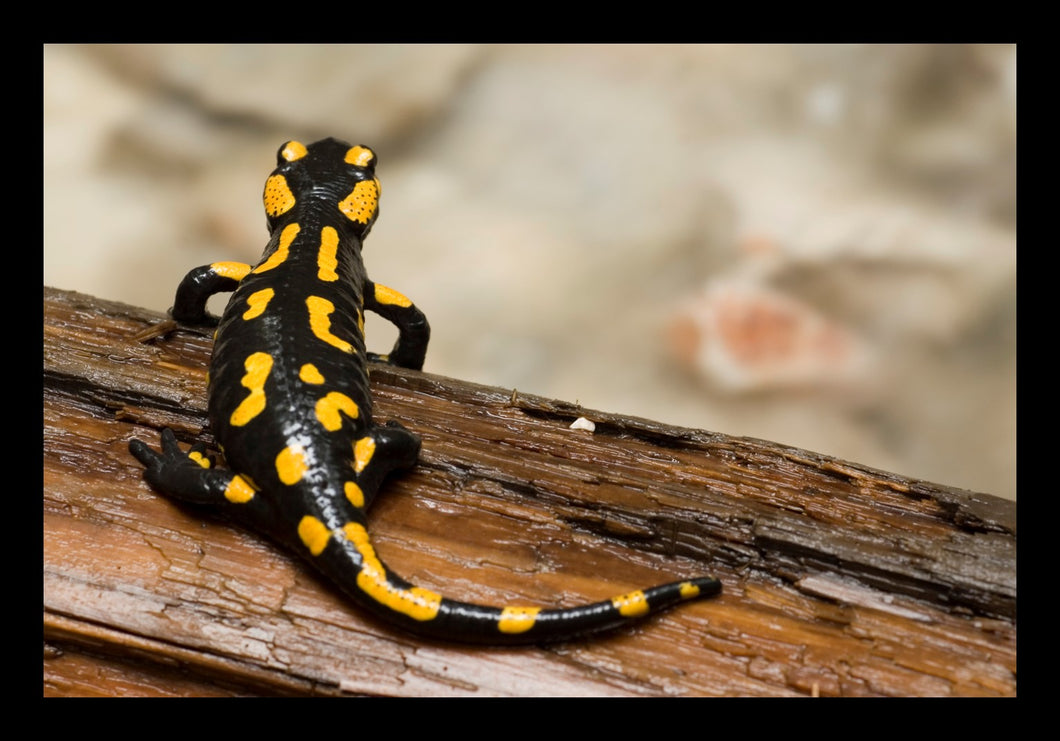 Klappkarte - Salamander