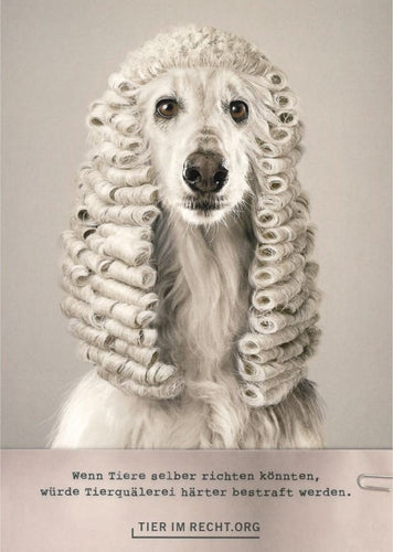 Hund mit Richterperücke
