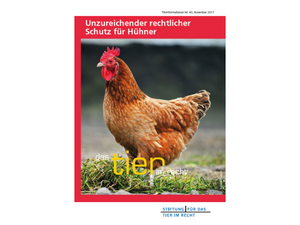 Unzureichender rechtlicher Schutz für Hühner (TIR-Flyer Nr. 40)