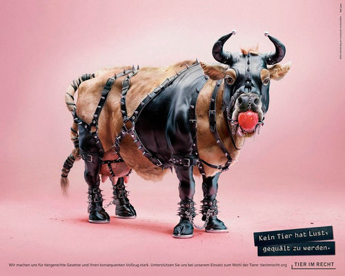 Postkarte - Kein Tier hat Lust, gequält zu werden - Kuh (DE/EN)
