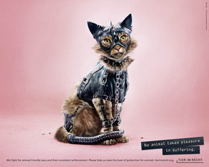 Postkarte - Kein Tier hat Lust, gequält zu werden - Katze (DE/EN)